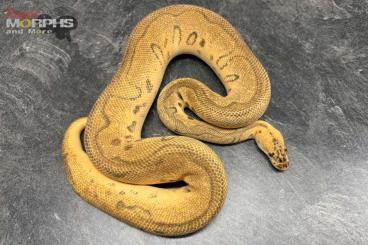 Königspythons kaufen und verkaufen Photo: Diverse Königspythons subadult bis adult Königspythons kaufen und verkaufen Photo: Diverse Königspythons subadult bis adult