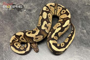 Ball Pythons kaufen und verkaufen Photo: Diverse Königspythons subadult bis adult Ball Pythons kaufen und verkaufen Photo: Diverse Königspythons subadult bis adult