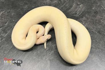 Ball Pythons kaufen und verkaufen Photo: Diverse Königspythons subadult bis adult Ball Pythons kaufen und verkaufen Photo: Diverse Königspythons subadult bis adult