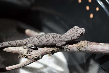 Geckos kaufen und verkaufen Photo: Strophurus williamsi, intermedius, wellingtonae, rankini 
