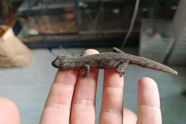 Geckos kaufen und verkaufen Foto: 0.1 Strophurus assimilis Geckos kaufen und verkaufen Foto: 0.1 Strophurus assimilis