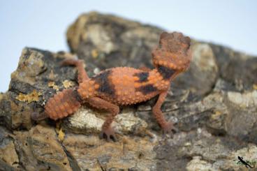 Geckos kaufen und verkaufen Foto: Strophurus, Nephrurus, Oedura 