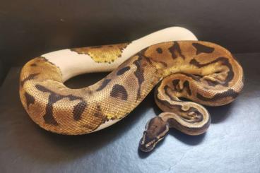 Pythons kaufen und verkaufen Photo: Python Regius Piebald und Clown