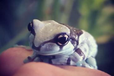 frogs kaufen und verkaufen Photo: Trachycephalus resinifictrix