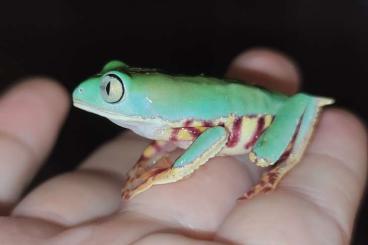 Frösche  kaufen und verkaufen Foto: Phyllomedusa tomopterna. 