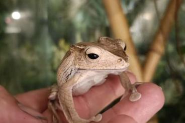 frogs kaufen und verkaufen Photo: Polypedates otilophus for sale