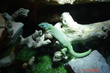 Echsen kaufen und verkaufen Foto: lacerta trilineata trilineata Echsen kaufen und verkaufen Foto: lacerta trilineata trilineata