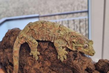 Geckos kaufen und verkaufen Foto: Mniarogekko Chahoua 1.0.5 