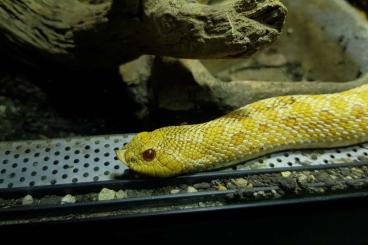 Schlangen kaufen und verkaufen Foto: Heterodon nasicus albino female