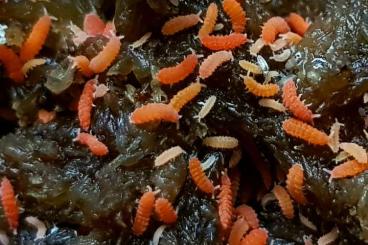 other Arthropoda kaufen und verkaufen Photo: Bilobella braunerae, orange giant springtails