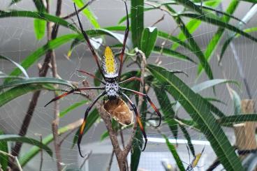 echte Webspinnen kaufen und verkaufen Foto: Trichonephila inaurata madagascariensis