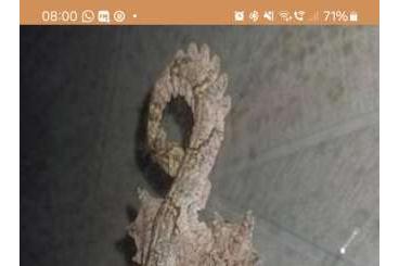 Geckos kaufen und verkaufen Foto: Ptychozoon kuhl1 0.2 adults