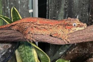 Geckos kaufen und verkaufen Foto: Rhacodactylus auriculatus 1.0 adults