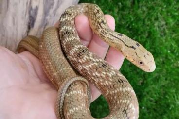 Schlangen kaufen und verkaufen Foto: Elaphe quatuorlineata and Elaphe carinata