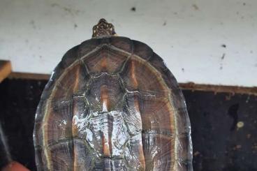 Turtles and Tortoises kaufen und verkaufen Photo: Melancochelys trujiga thermalis