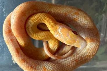Snakes kaufen und verkaufen Photo: Trimeresurus , orthriophis, pantherophis Snakes kaufen und verkaufen Photo: Trimeresurus , orthriophis, pantherophis