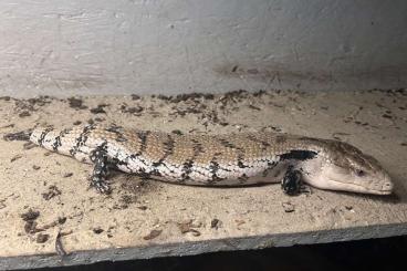 Lizards kaufen und verkaufen Photo: 1,2 ? Tiliqua scincoides , blauzungenskink Lizards kaufen und verkaufen Photo: 1,2 ? Tiliqua scincoides , blauzungenskink