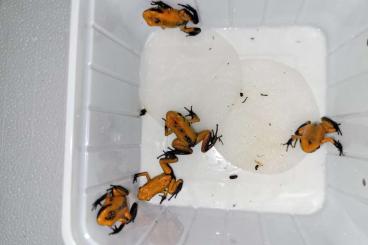 Poison dart frogs kaufen und verkaufen Photo: Phyllobates terribilis black foot 