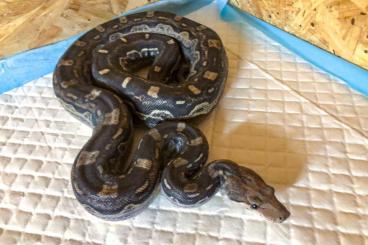 Boas kaufen und verkaufen Foto: 0.1 Aztec Motley Enz 2019 Boa Imperator 