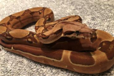 Boas kaufen und verkaufen Photo: 1.0 Hypo Keltic Enz 2019 Boa Imperator 