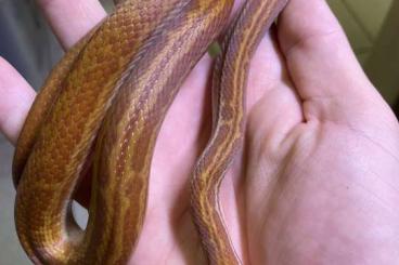 Snakes kaufen und verkaufen Photo: 1.1 Boadon capenis CB18       
