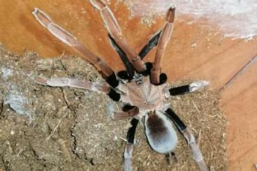 Spiders and Scorpions kaufen und verkaufen Photo: Looking for some fossorials. 