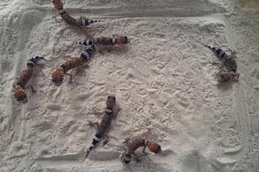 Geckos kaufen und verkaufen Foto: Underwoodisaurus milii     