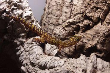 Geckos kaufen und verkaufen Photo: Oedura/Nephrurus/Hemidactylus Geckos kaufen und verkaufen Photo: Oedura/Nephrurus/Hemidactylus