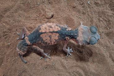Geckos kaufen und verkaufen Photo: Nephrurus wheeleri, N. Amyae, N.milii Geckos kaufen und verkaufen Photo: Nephrurus wheeleri, N. Amyae, N.milii