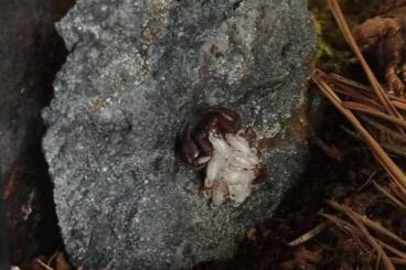 Spinnen und Skorpione kaufen und verkaufen Foto: Chaetopelma olivaceum and Euscorpius 