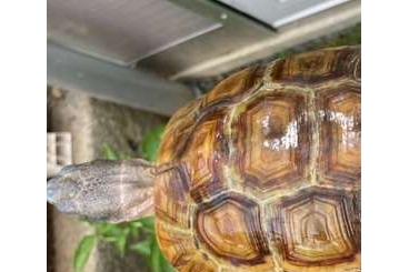 Schildkröten  kaufen und verkaufen Foto: Turtles for sale Kinixys belliana