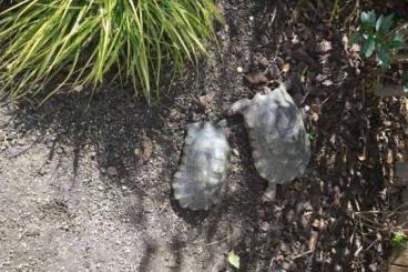 Schildkröten  kaufen und verkaufen Foto: 1/1 Breitrandschildkröte aus 2009