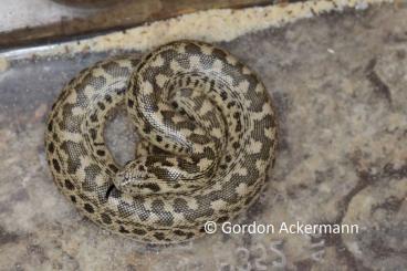 Snakes kaufen und verkaufen Photo: Eryx tataricus tataricus F3 CB