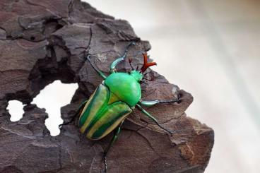 Insekten kaufen und verkaufen Foto: offer larvae schultzeorum