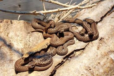 Venomous snakes kaufen und verkaufen Photo: Viper berus Kreuzotter Nachzuchten 2022 DNZ