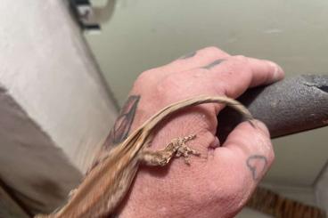 Echsen  kaufen und verkaufen Foto: Verschiedene Geckos abzugeben