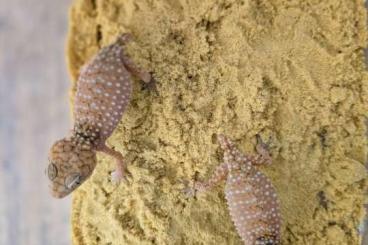 Geckos kaufen und verkaufen Foto: 1.1 Nephrurus amyae CB23 for Hamm