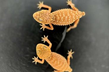 Geckos kaufen und verkaufen Photo: 1.1 Nephrurus amyae CB23 for Houten 