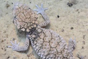 Geckos kaufen und verkaufen Foto: 1.0 Nephrurus asper CB 2023 Geckos kaufen und verkaufen Foto: 1.0 Nephrurus asper CB 2023