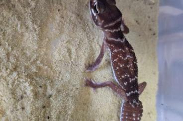 Geckos kaufen und verkaufen Photo: 1.1 Nephrurus levis levis CB23 Geckos kaufen und verkaufen Photo: 1.1 Nephrurus levis levis CB23