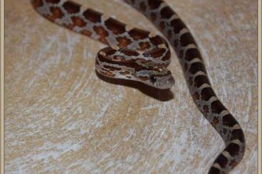 Schlangen kaufen und verkaufen Foto: het. microscale Kornnattern