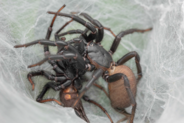 Spinnen und Skorpione kaufen und verkaufen Foto: Macrothele holsti Nachzuchten