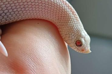 Schlangen kaufen und verkaufen Foto: Western hognose for sale morphs Schlangen kaufen und verkaufen Foto: Western hognose for sale morphs