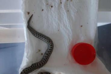 Schlangen kaufen und verkaufen Foto: Hognose 