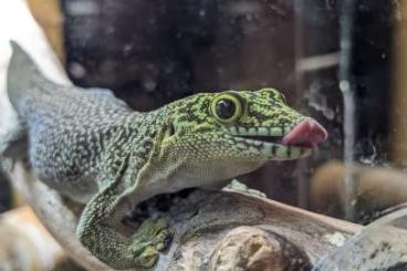 Geckos kaufen und verkaufen Foto: Querstreifen Taggecko Phelsuma standingi 0.2