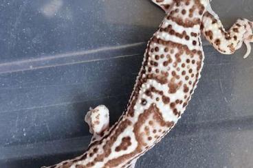 Geckos kaufen und verkaufen Foto: Verkaufe Leopardgeckos NZ 2024 Geckos kaufen und verkaufen Foto: Verkaufe Leopardgeckos NZ 2024