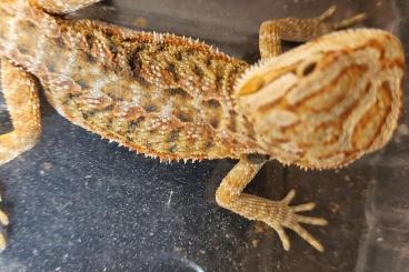 Echsen kaufen und verkaufen Foto: Verschiedene Reptilien zuverkaufen Echsen kaufen und verkaufen Foto: Verschiedene Reptilien zuverkaufen