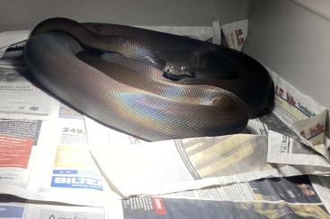Schlangen kaufen und verkaufen Foto: 1.1 Apodora papuana (Adult) Schlangen kaufen und verkaufen Foto: 1.1 Apodora papuana (Adult)