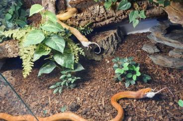 Snakes kaufen und verkaufen Photo: Verkaufe 2 Kornnattern (Männchen) nur zusammen abzugeben für 50 Euro ,