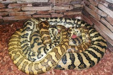 Pythons kaufen und verkaufen Photo: Schönes Teppichpython Pärchen